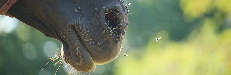 Flies on Horses Muzzle - Fly Repellent Creams and Lotions.